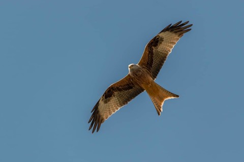 Accipitriformes, Milvus Milvus, Red Kite, Red Kite, Red Kite, Birds, Flying, Flight, Raptors, Birds