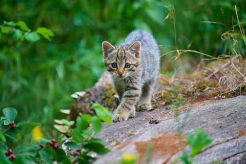 A curious kitten walking on stony ground in the forest, a young European wildcat (Felis