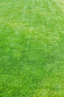 Natural green lawn background texture. A lush green lawn with neatly mowed stripes. The grass is