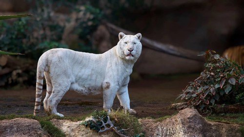A white tiger (Panthera tigris) stands in the foreground against a natural backdrop of plants, Loro