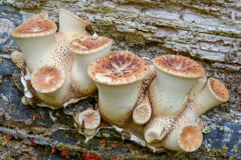 Cerioporus Squamosus, Dryad's Saddle, Pheasant's Back Mushroom, Polyporus Squamosus, Scaly