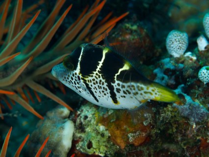 A small tropical fish with striking markings, the mimic filefish (Paraluteres prionurus), in a reef
