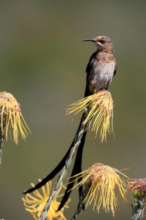 Cape Honeybird (Promerops cafer), adult, male, on flower, Protea, vigilant, Kirstenbosch Botanical