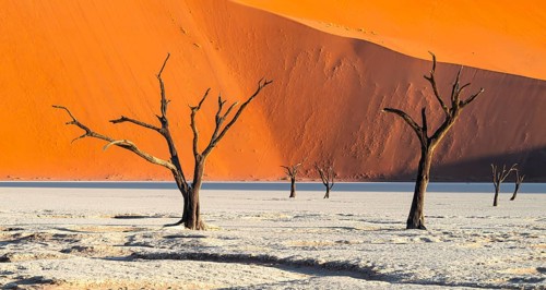 Dead camel thorn trees (Vachellia erioloba), red sand dunes, white salt pan, Dead Vlei, Sossusvlei,