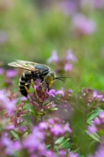 Bembix rostrata, common European sand wasp, crabroniade, hymenoptera, rotary wasp, digging wasps,