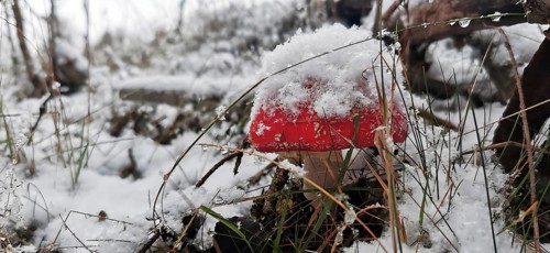 A red fly agaric (muscaria) with a layer of snow in a cold, wintry landscape, Franconian Forest