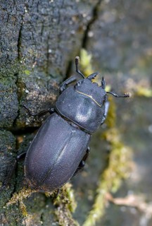 Barkschröter, Dorcus parallelipipedus, Lesser stag beetle, dwarf stag beetle, beetle, Coleoptera,
