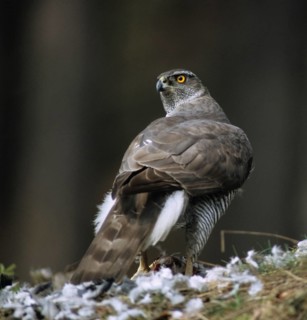 Accipiter gentilis, accipitriformes, goshawk, hawk, prey, birds, capture, female, birds of prey,