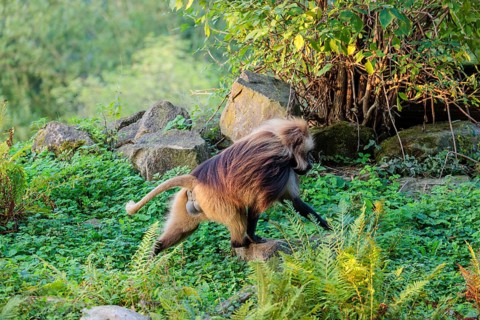 A male Gelada (Theropithecus gelada) walks across a green meadow passing rocks and rotten tree