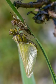 Broad-bodied chaser, libellula depressa, flatbelly, anisoptera, dragonflies, high size, portrait