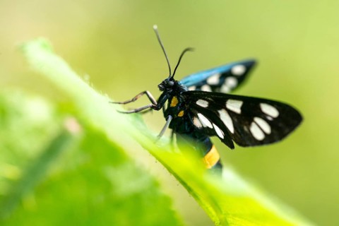 Amata phegea, arctiinae, bear spinner, nine-spotted moth, syntomis phegea, white spotted ram,