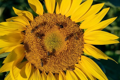 Daytime horizontal close-up view of multiple honey bees (Apis mellifera) actively foraging for