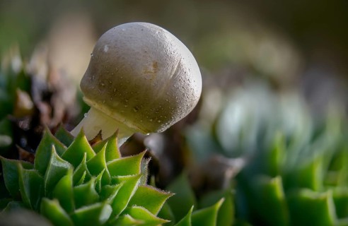 Mushroom Umbrella, Common Egerling Umbrella, Leucoagaricus leucothites, Pink-leaved Egerling