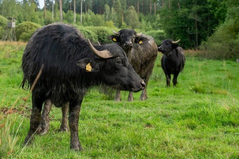Bavaria, Bubalus Arnee, Even-töd Ungulate, Upper Palatinate, Paarhufer, Tirschenreuth, Waldnaab,