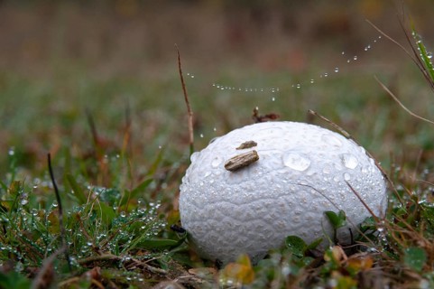 Outcut dust fungus, bovistella utriformis, eggshell bovist, common bovist, common dust, paneled