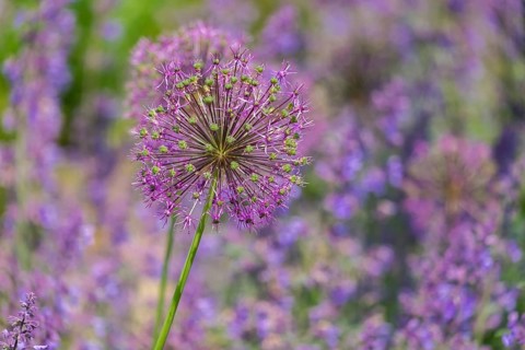 Ornamental onion (Allium sp.), inflorescence, Münsterland, North Rhine-Westphalia, Germany