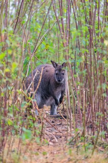 A red-necked wallaby (Macropus rufogriseus) sits on a cloudy day amidst tall, dense clumps of