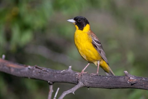 Black-headed bunting, Emberiza melanocephala, caped bunting, birds, Bulgaria, male, passeri,