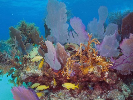 Colourful fan corals (Gorgonia ventalina) and tropical fish inhabit an underwater reef at the John