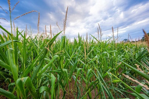 Wide angle view of a corn field under a dramatic sky, corn field, Gechingen, Germany