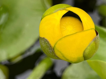 Flower of the yellow water-lily or mummel (Nuphar lutea), also known as the yellow pond mummel,