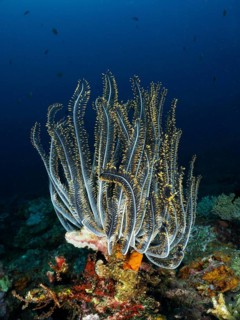 Bushy feather star, the variable feather star (Comaster schlegelii), amidst an impressive coral