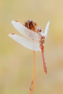 Vagrant darter (Sympetrum vulgatum), male with a dewdrop, North Rhine-Westphalia, Germany