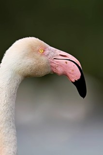 Pink flamingo (Phoenicopterus roseus), head shot, Camargue Regional Nature Park, southern France,