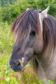 Equus Caballus sspec., horse, konic, odd-toed ungulates, perissodactyla, grazing, domesticated