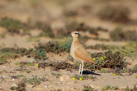 Cream-colored Courser (Cursorius cursor), Fuerteventura, Spain
