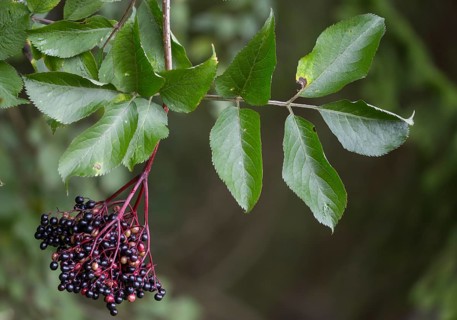 Black elder, Caprifoliaceae, common elder, elder bush, elderberry, European black elderberry,