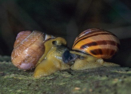 Banded snails, cepaea nemoralis, grove snail, hornsnail, snails, black-mouthed banded snail,