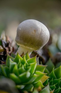 Mushroom umbrella, common egaricus umbrella, leucoagaricus leucothites, pink leafy egaricus