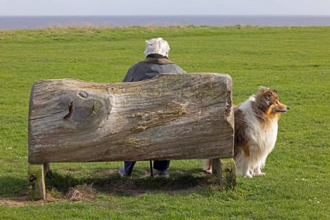 Bench made from a tree trunk, man, dog collie, The Naze Nature Reserve, Walton-on-the-Naze,