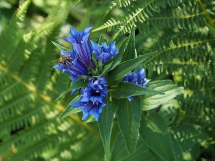 Blue flower, milkweed gentian (Gentiana asclepiadea), with a bee on a green background of ferns,