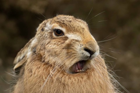 European brown hare (Lepus europaeus) adult sleepy animal yawning with its mouth open, England,