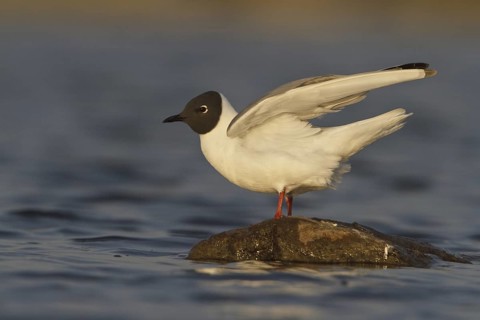 Bonaparte's Gull (Chroicocephalus philadelphia), Manitoba, Canada