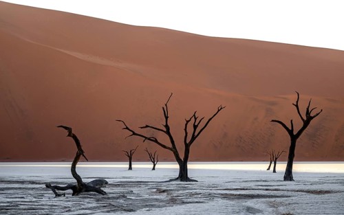 Red sand dunes and white salt pan with dead trees, Dead Vlei, Namib Desert, Namib Naukluft Park,