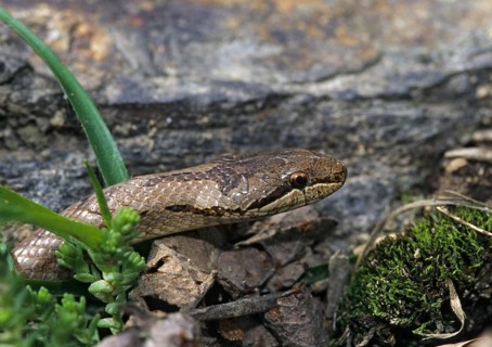 Coronella Austriaca, Black Snake, Smooth Snake, Critters, FFH, Reptilia, Reptiles, Snakes, Snakes