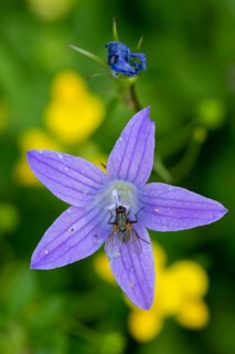 Meadow Bellflower (Campanula patula), Heiligenblut, Carinthia, Austria
