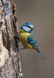 Blue tit, parus caeruleus, birds, high size, portrait format, tits, passeri, songbirds, songbirds,