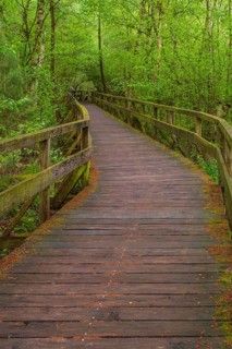 Moor bridge, Steinhuder Meer, Mardorf, Neustadt am Rübenberge, Hanover region, Lower Saxony