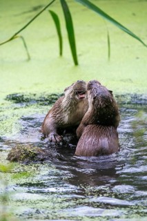 Carnivora, Eurasian otters, Lutra Lutra, predators, mammals, martens, raptors, mammals