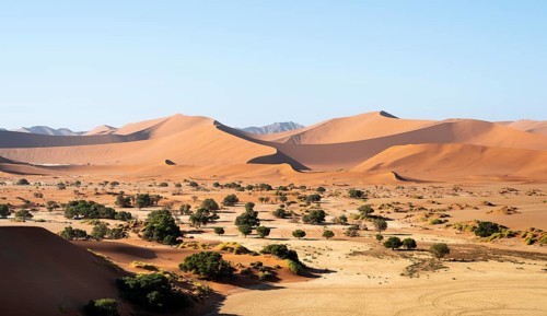 Green trees between red-yellow Namib sand dunes, Namib Desert, Namib-Naukluft National Park,