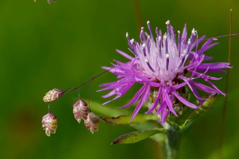 Asteraceae, Briza Media, Centaurea Jacea, Common Trembling Grass, Common Knapweed, Daisy, Medium