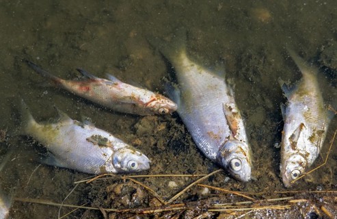Death, fish deaths, disaster, dead, environment, environmental damage, environmental pollution