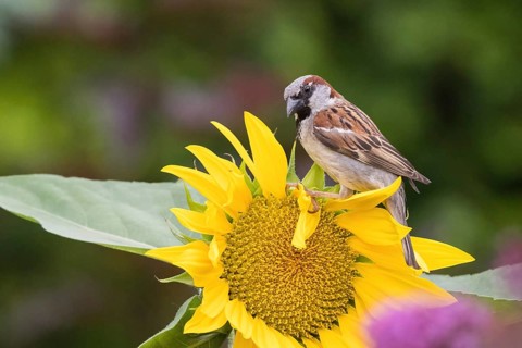 A house sparrow (Passer domesticus) perched on a flowering sunflower in green surroundings, Hesse,
