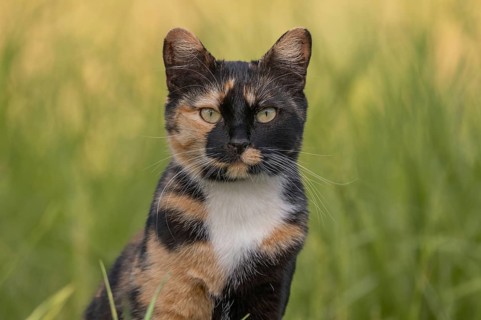 A cat wearing a spotted coat observes its surroundings in front of a field full of green grass. The