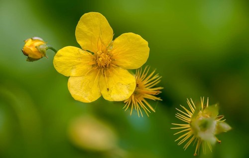 Three-leaf golden strawberry, three-leaf golden strawberry, three-leaf woodstone, three-leaf