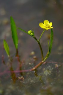 Burning buttercup, lesser spearwort, ranunculus flammula, banewort, flora, greater creeping